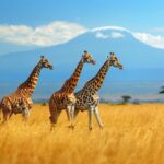 Tanzania to Require $44 Travel Insurance for Tourists