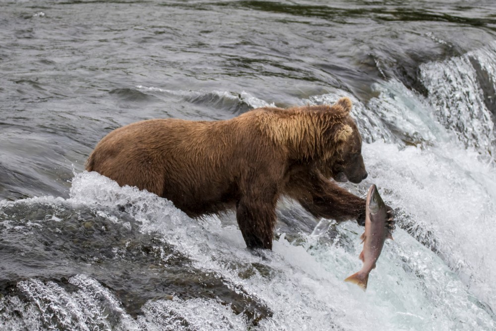 Azamara Cruises Unveils Alaska Cruise Tours for Future Explorers alaska grizzly bear with salmon in a river